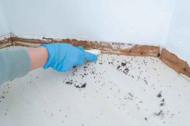 Best Pest Exclusion Services  in Keokuk, IA